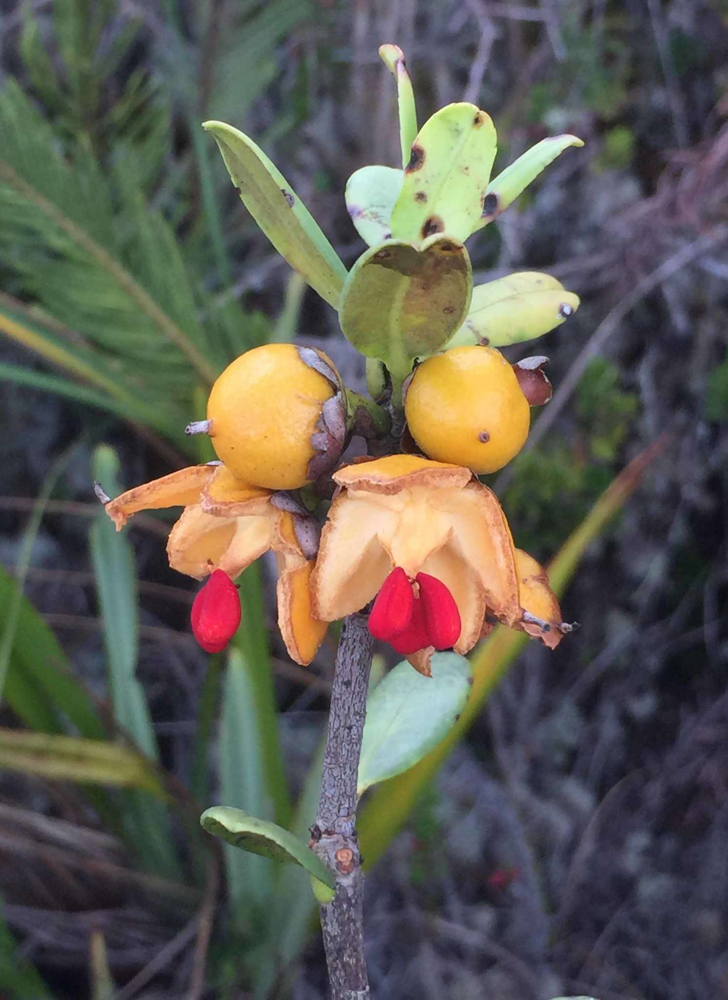 Imagem de Ternstroemia meridionalis Mutis ex L. fil.