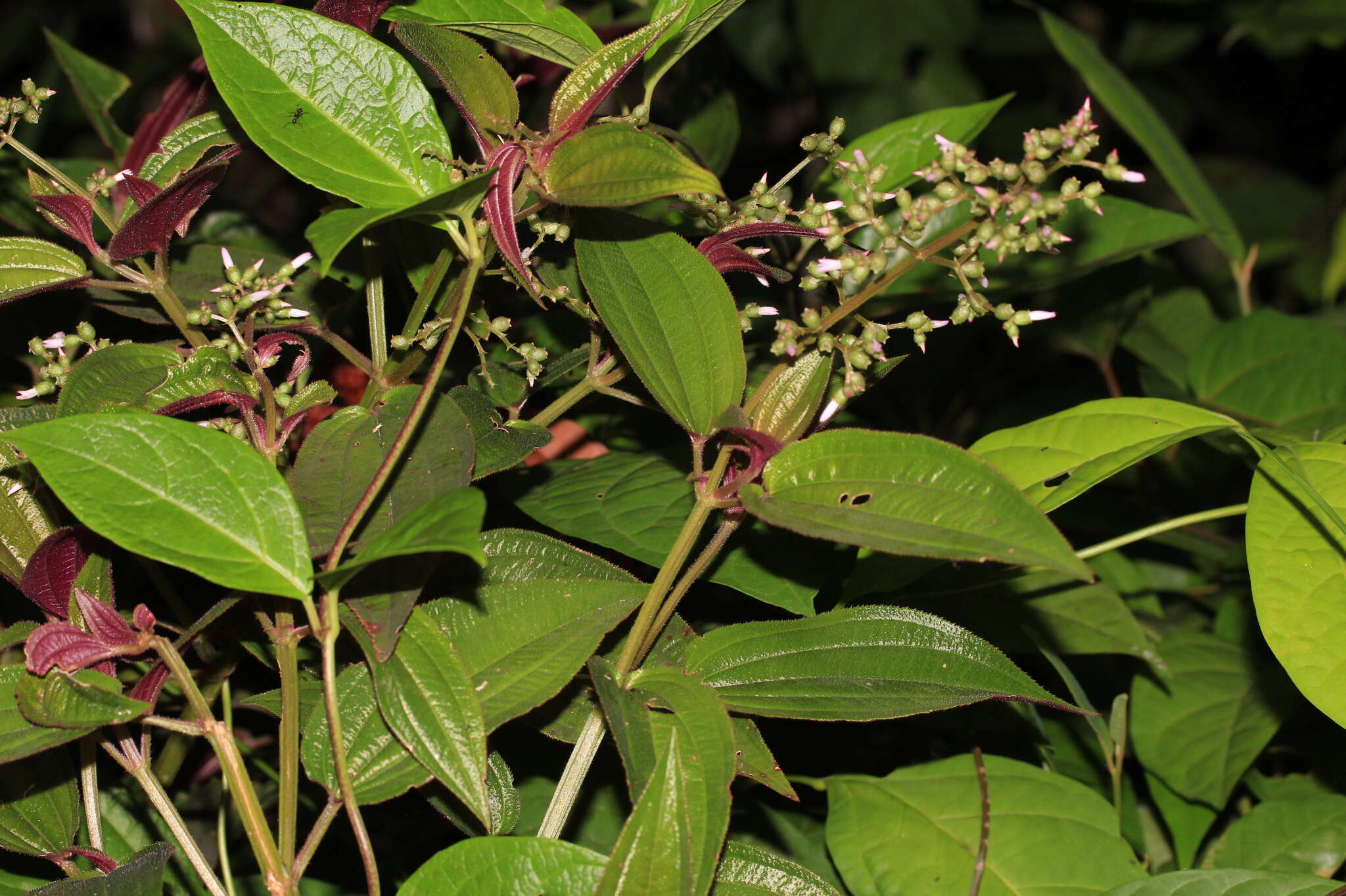 Image of Aciotis purpurascens (Aubl.) Triana