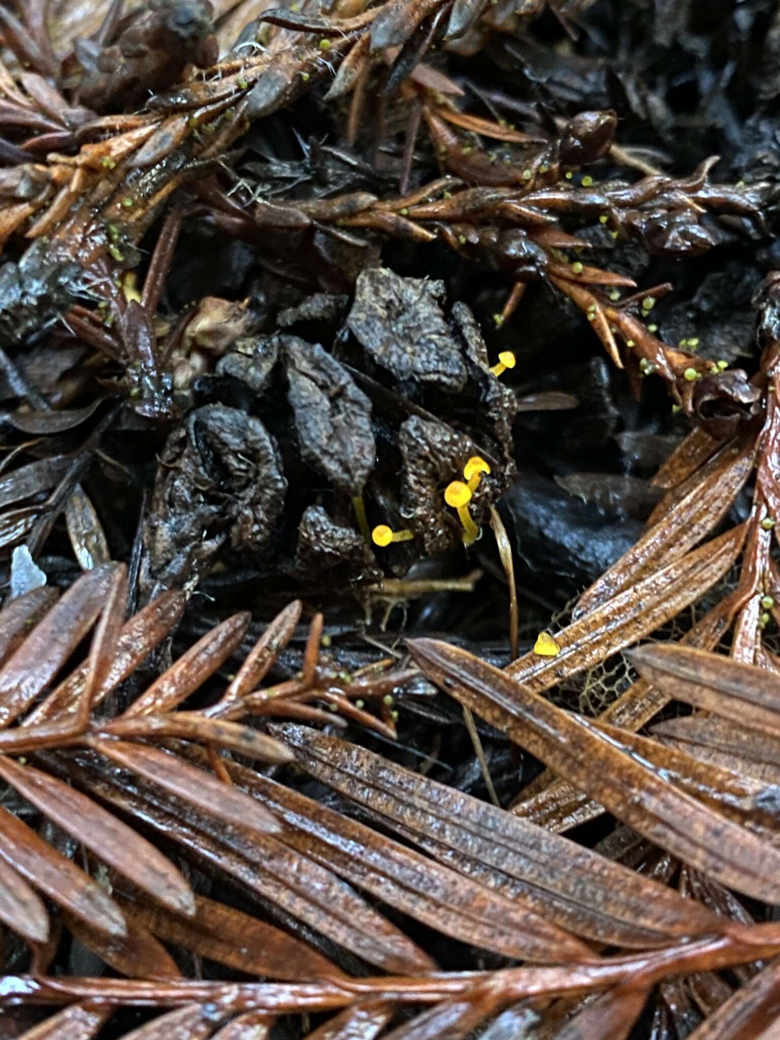 Mycena oregonensis A. H. Sm. 1936的圖片