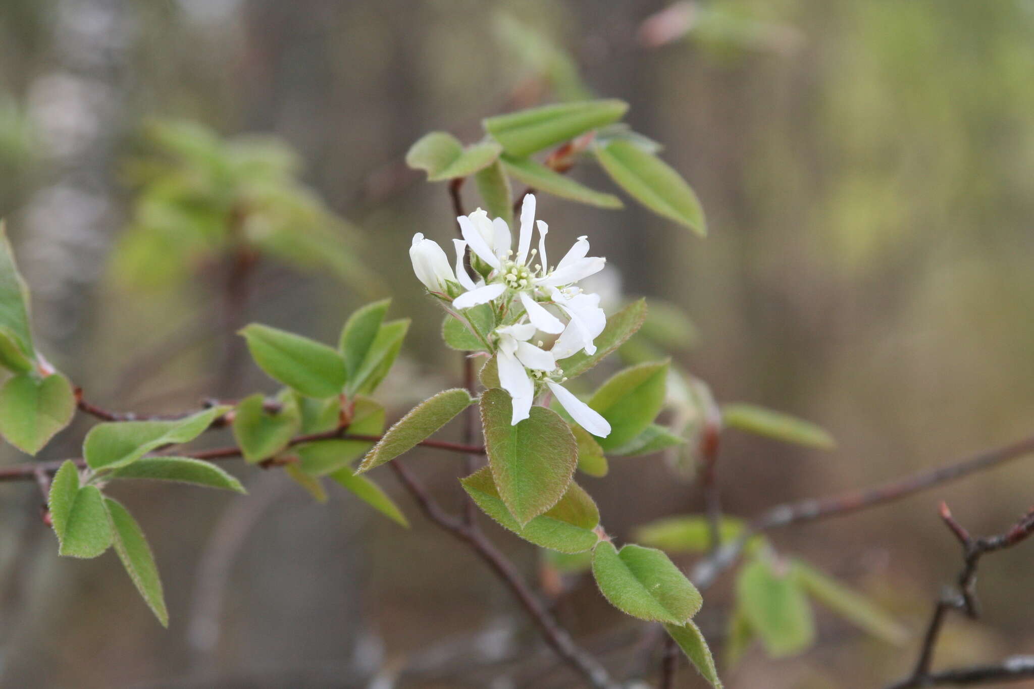 Image of Pacific serviceberry