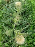 Imagem de <i>Cirsium <i>horridulum</i></i> var. horridulum