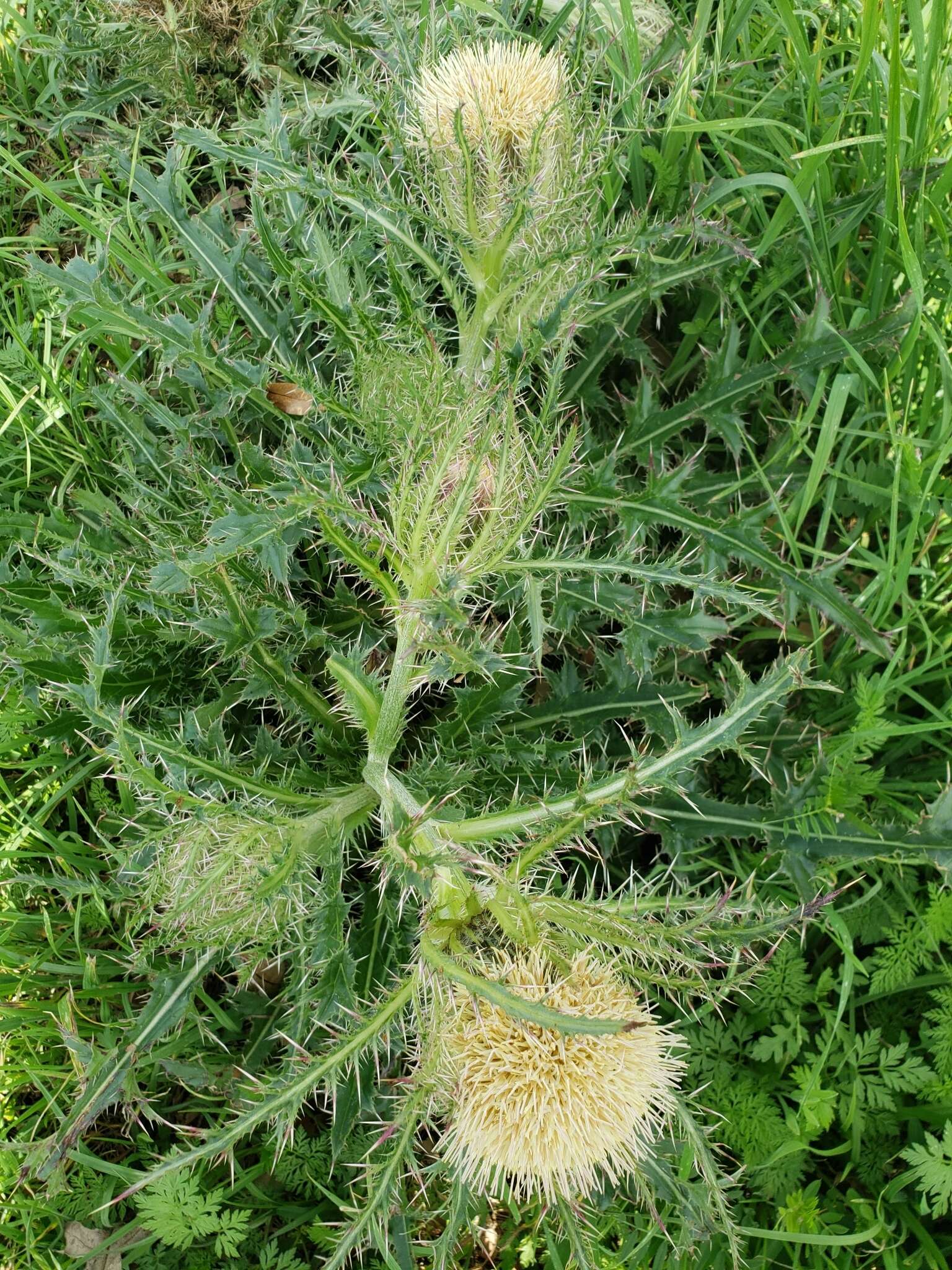 Imagem de <i>Cirsium <i>horridulum</i></i> var. horridulum