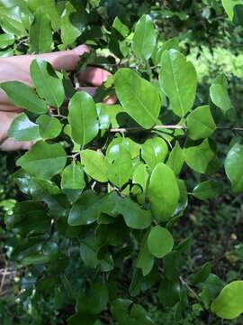 Image of krugiodendron