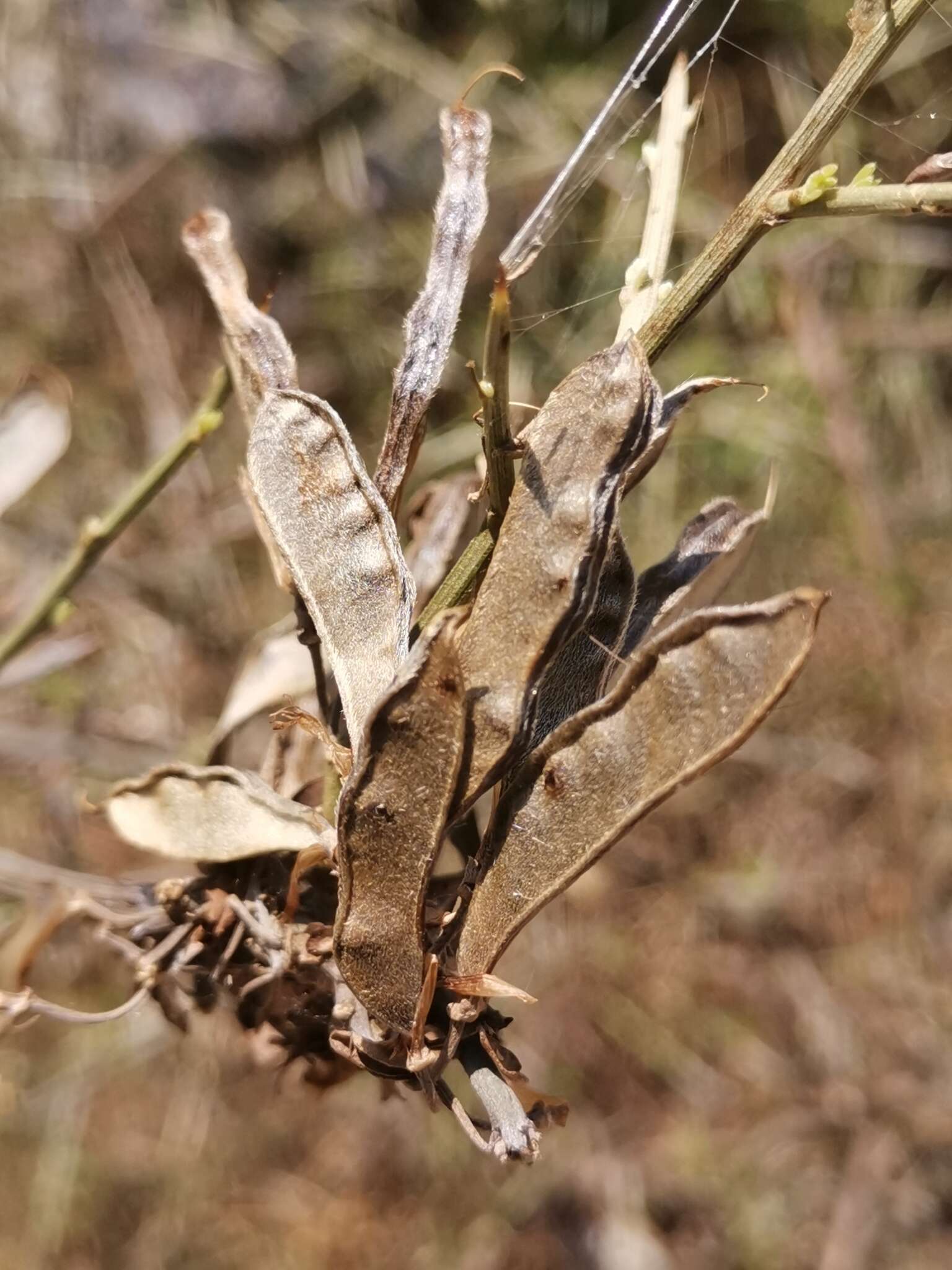 Plancia ëd Calicotome infesta (C. Presl) Guss.