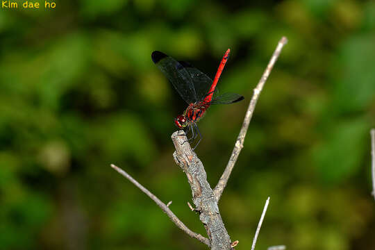 Image of Sympetrum baccha (Selys 1884)