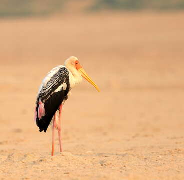 Image of Painted Stork