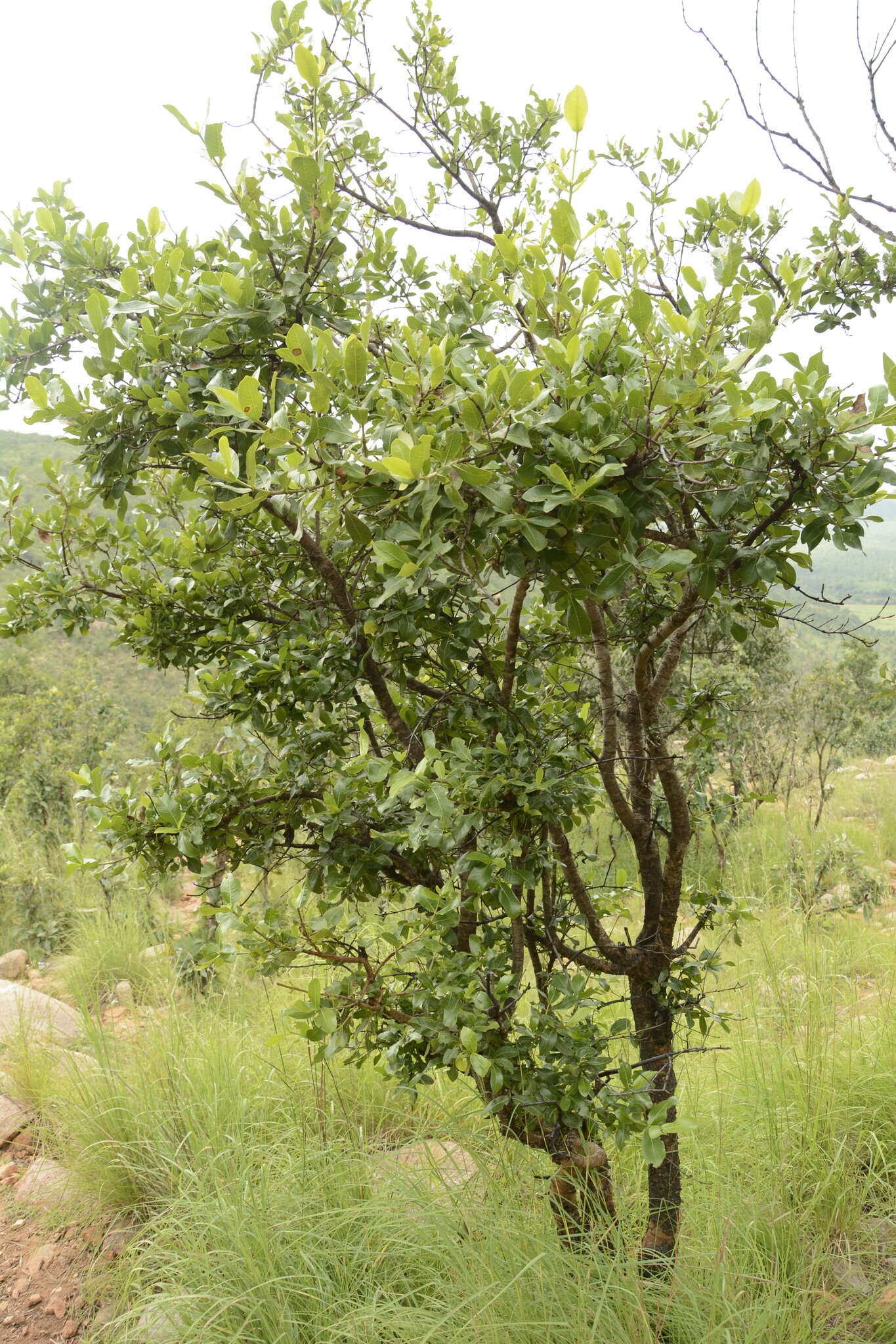 Image de Gardenia gummifera L. fil.