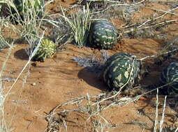 Image of Desert Vines