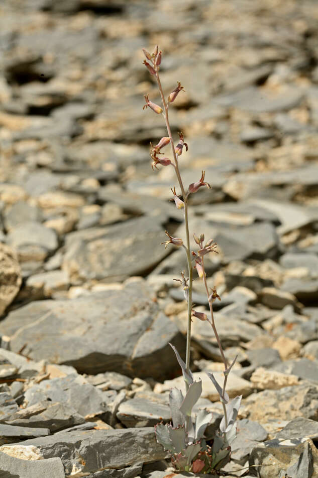 Слика од Streptanthus cordatus subsp. cordatus