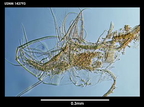 Image of <i>Thaumatoconcha sandersi</i> Kornicker & Sohn 1976