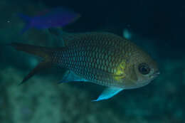 Chromis xanthochira (Bleeker 1851)的圖片