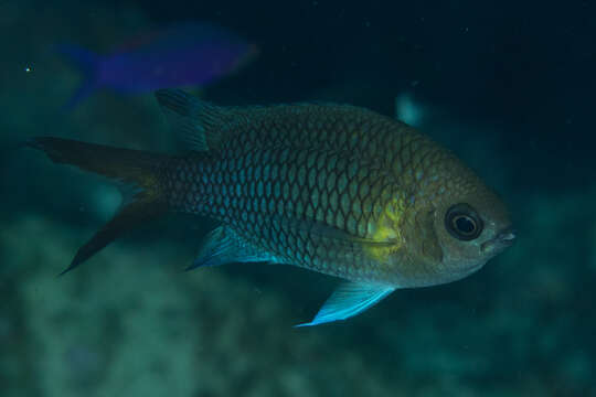 Chromis xanthochira (Bleeker 1851)的圖片