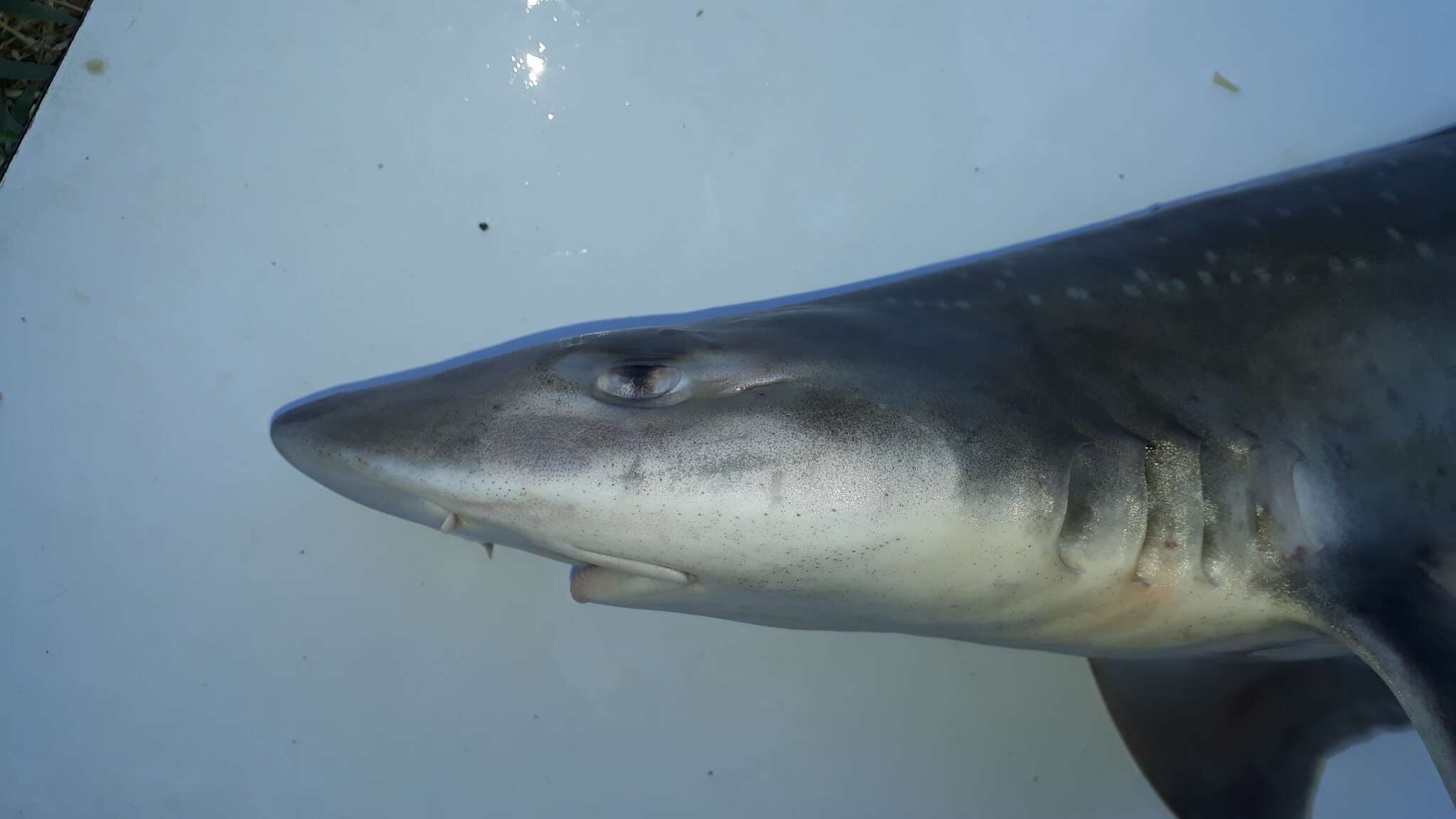 Image of Speckled Smoothhound