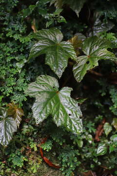 Image of Begonia oxyloba Welw. ex Hook. fil.