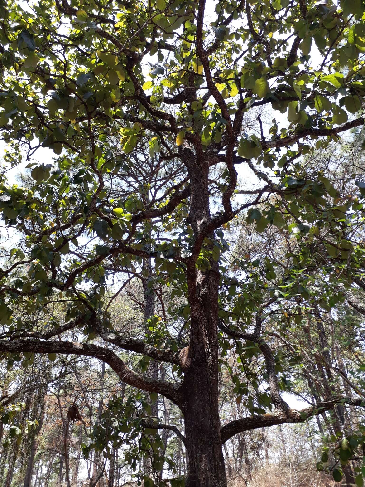 Image of Quercus obtusata Bonpl.