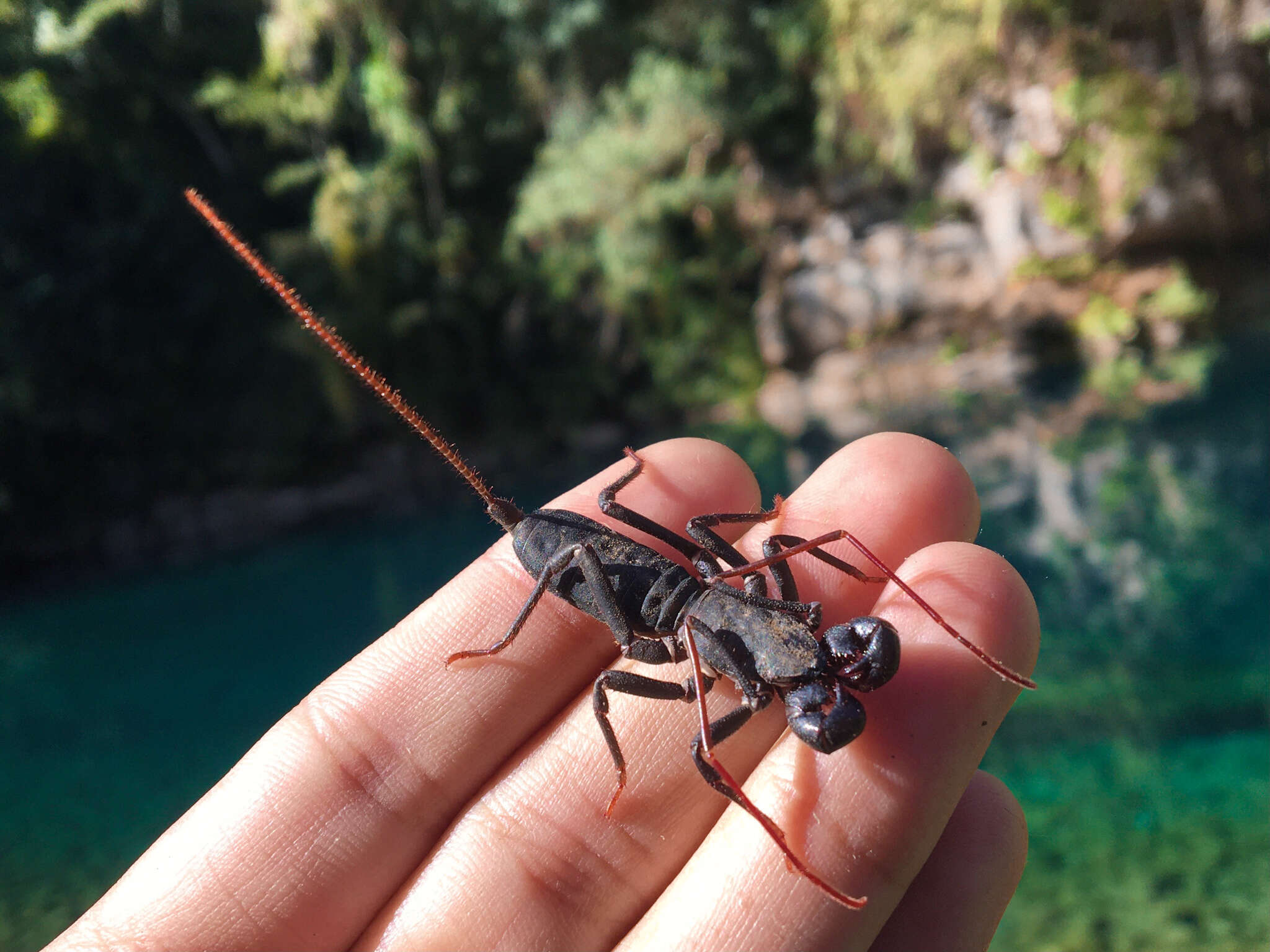 Image of Mastigoproctus cinteotl Barrales-Alcalá, Francke & Prendini 2018