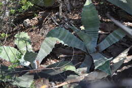 Image of rough century plant