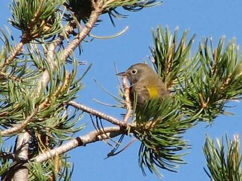 Image of Colima Warbler