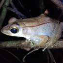 Image of Ilanga Frog