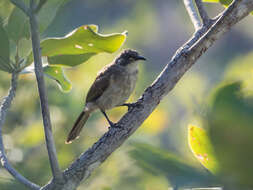 Image of White-lined Honeyeater