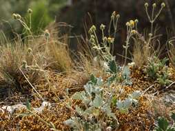 Image de Potentilla chamissonis Hultén