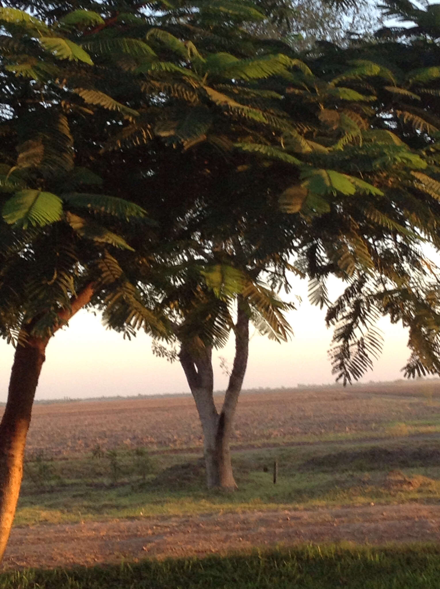 Image of Delonix regia (Bojer ex Hook.) Raf.