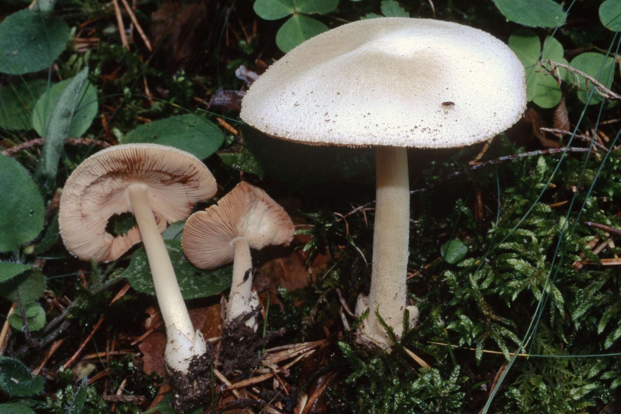 Image of Volvariella hypopithys (Fr.) Shaffer 1957