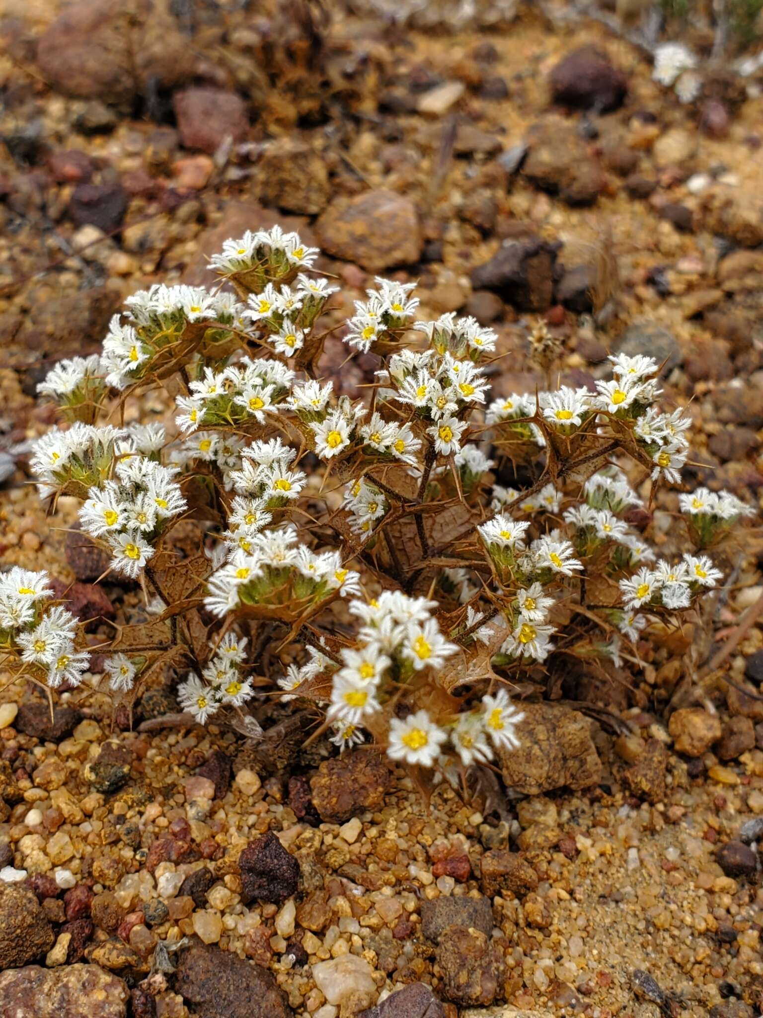 Triptilion gibbosum Remy resmi