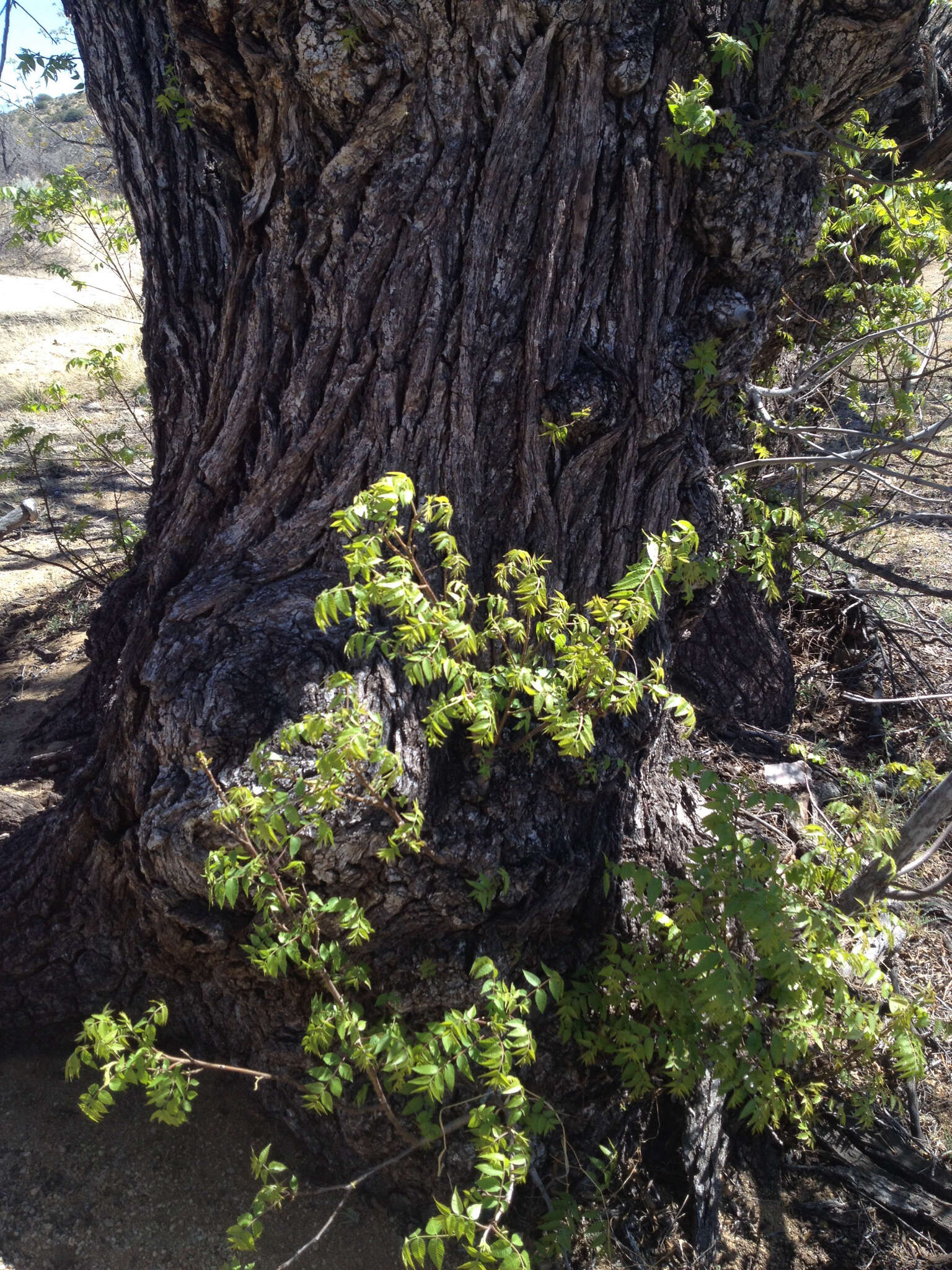 Image of Arizona walnut