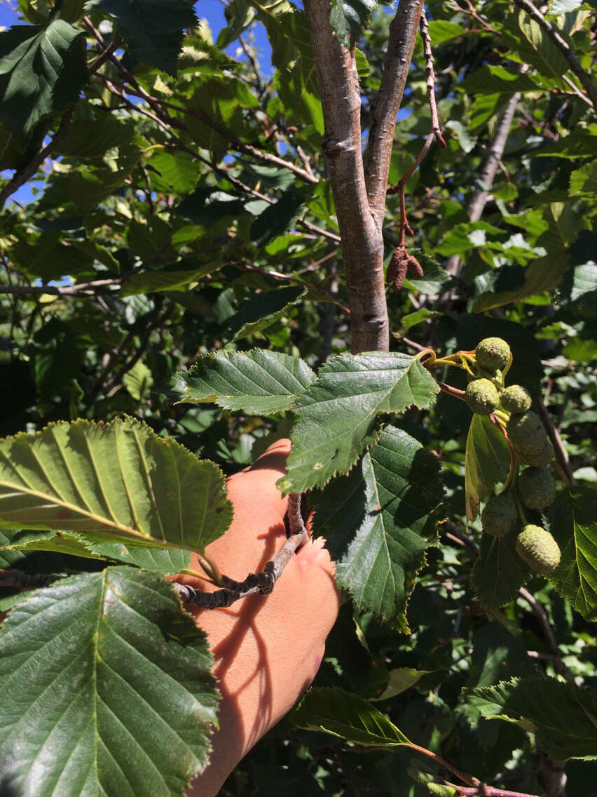 Image of Sitka alder