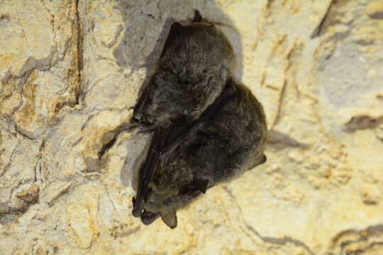 Image of Long-fingered Bat