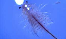 Image of Mono Lake Brine Shrimp