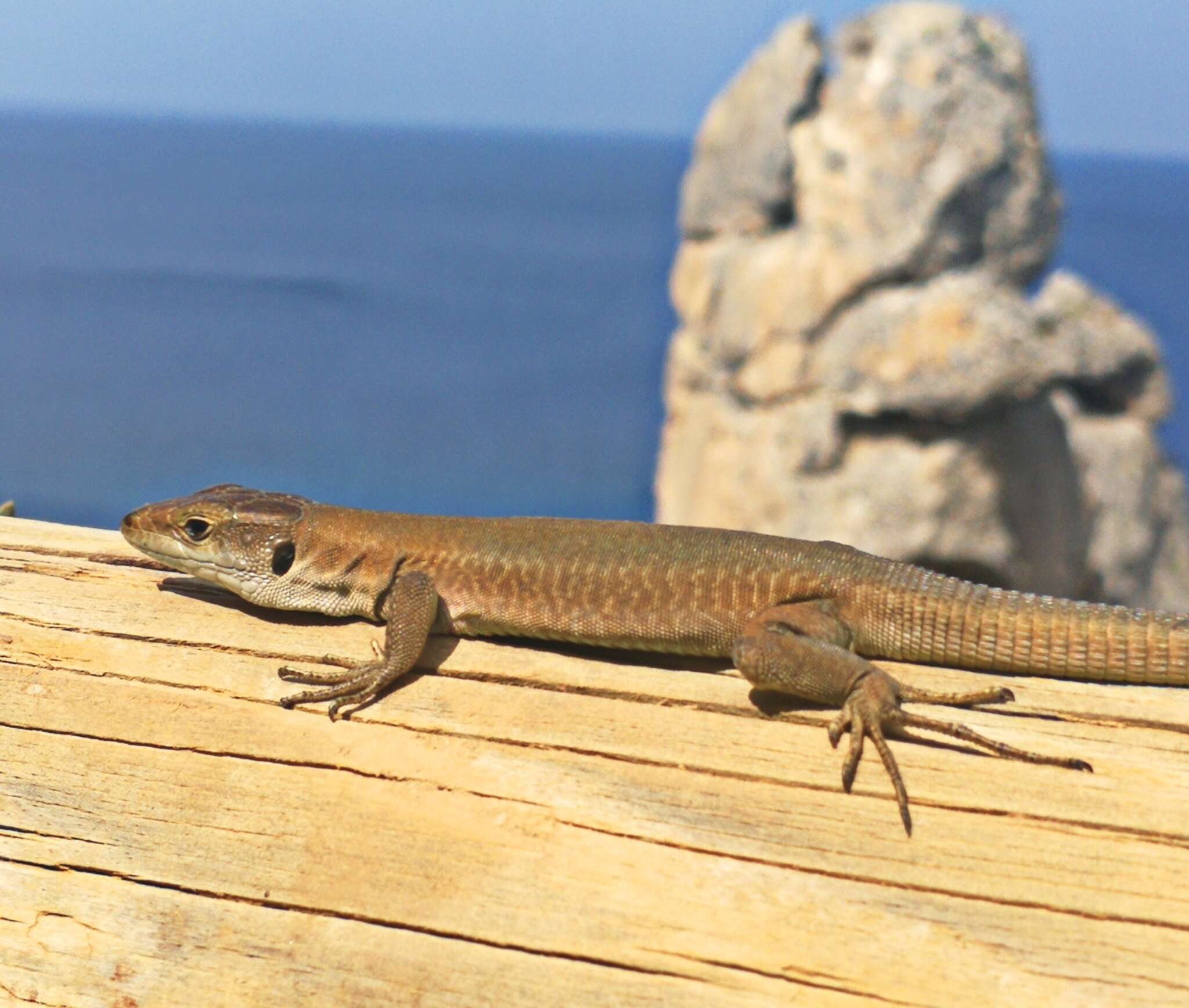 Image of Podarcis siculus tyrrhenicus (Mertens 1932)