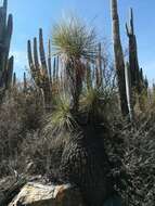 Imagem de Beaucarnea gracilis Lem.