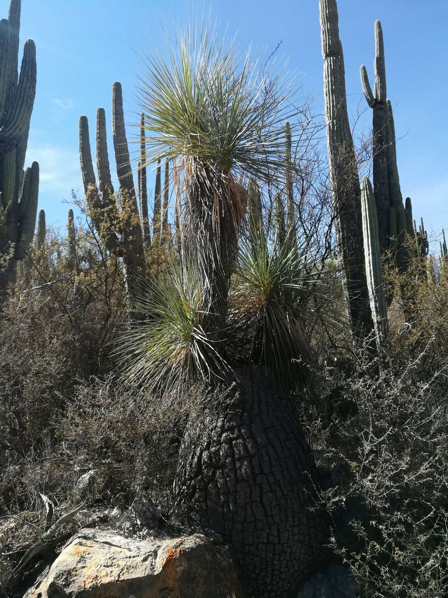 Imagem de Beaucarnea gracilis Lem.