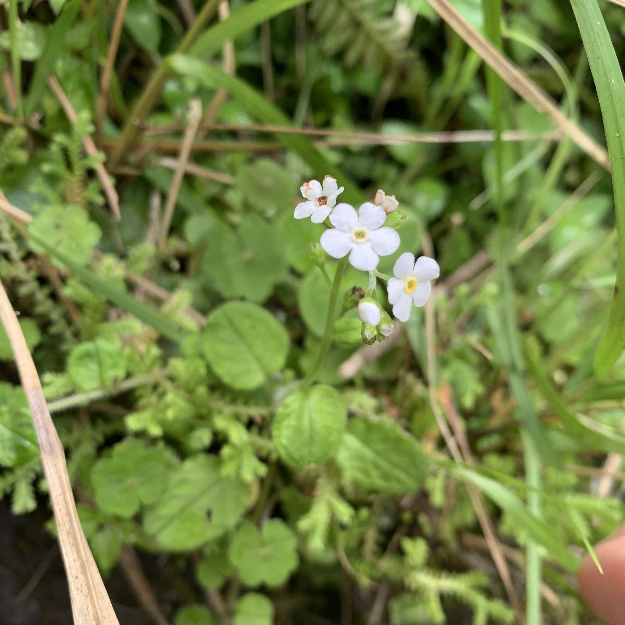 Слика од Trigonotis formosana var. elevatovenosa (Hayata) S. D. Shen & J. C. Wang