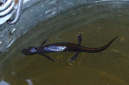 Image of Great Crested Newt