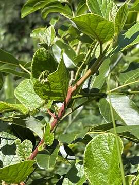 Plancia ëd Diospyros villosa (L.) De Winter