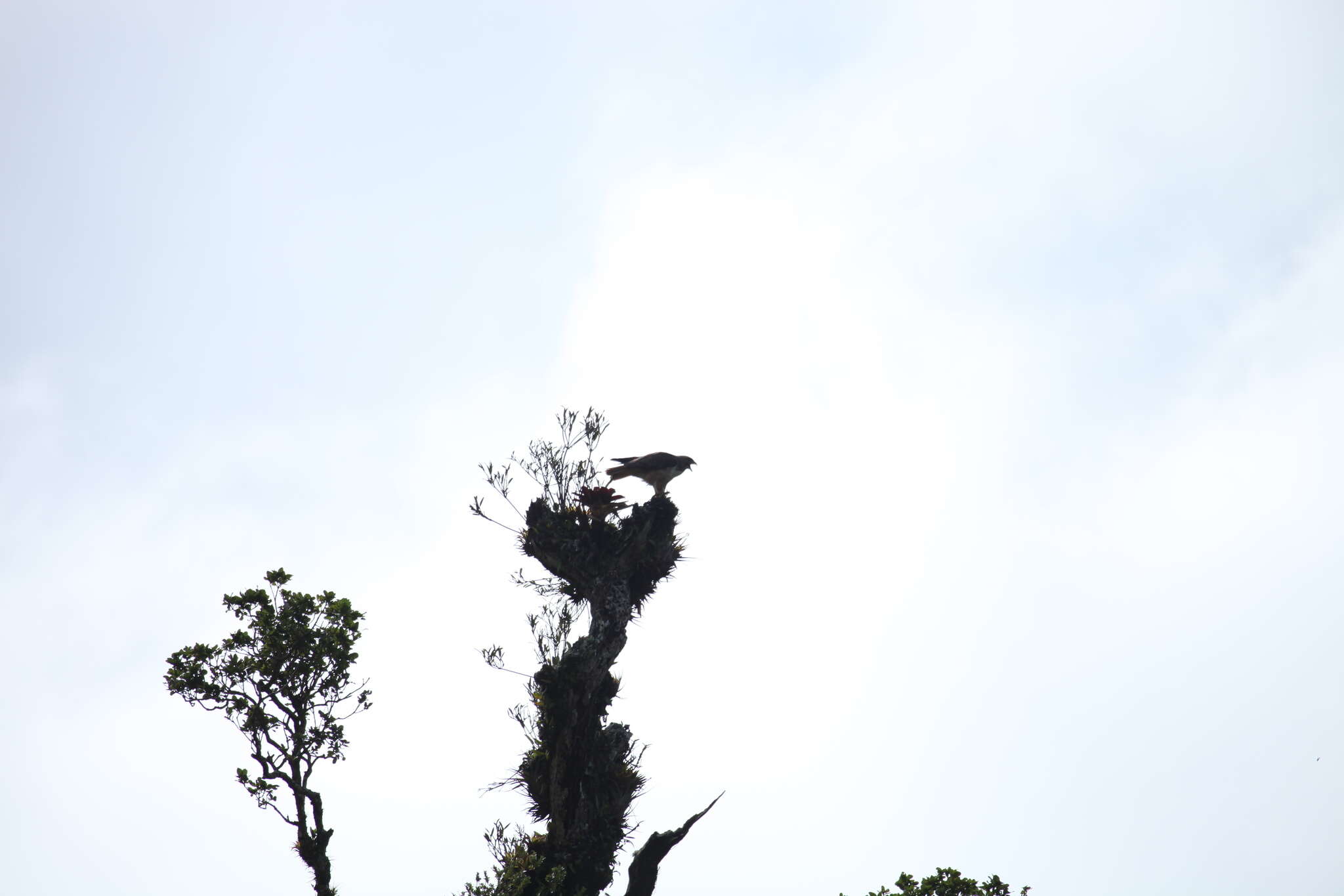 Image of Buteo jamaicensis costaricensis Ridgway 1874