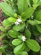 Image de Ochrosia elliptica Labill.