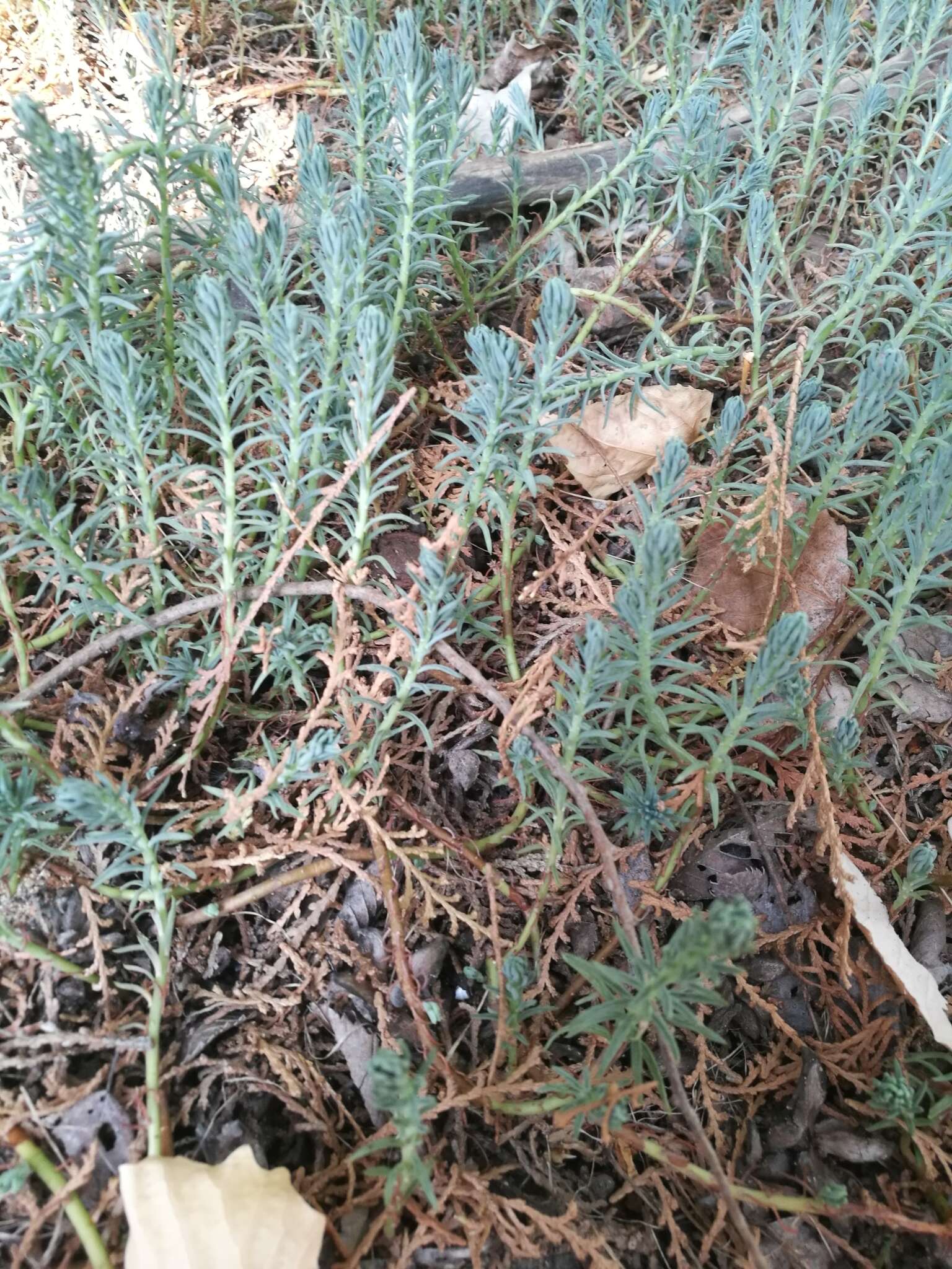 Image of forage kochia