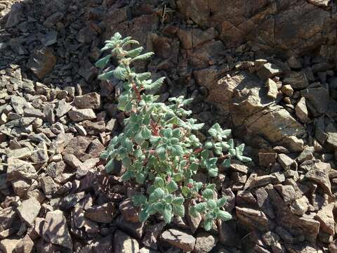 Image of Forsskaolea tenacissima L.