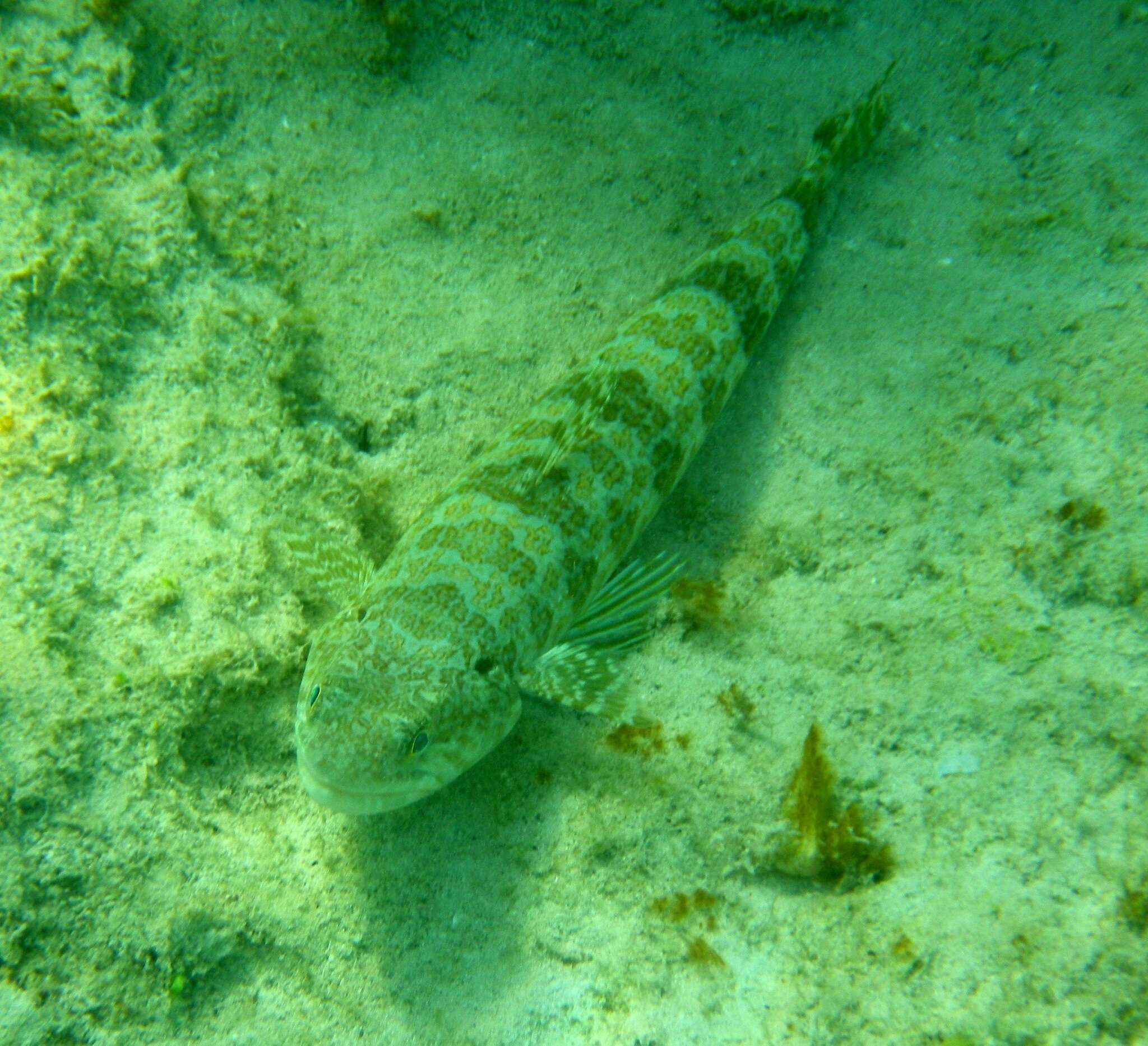 Image de Anoli de Sable