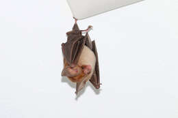 Image of Ashy Leaf-nosed Bat