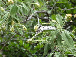 Image of Protographium epidaus (Doubleday 1846)