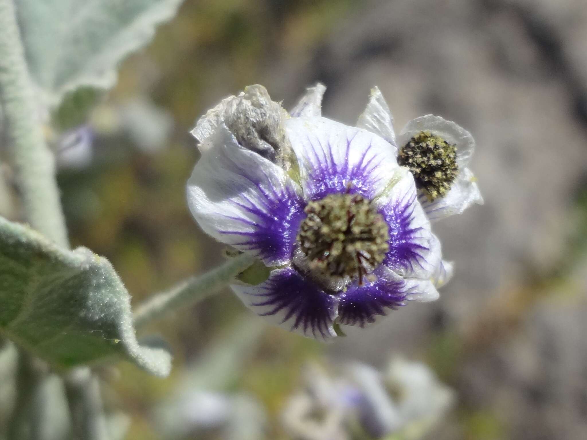 Image of Tarasa operculata (Cav.) Krapov.