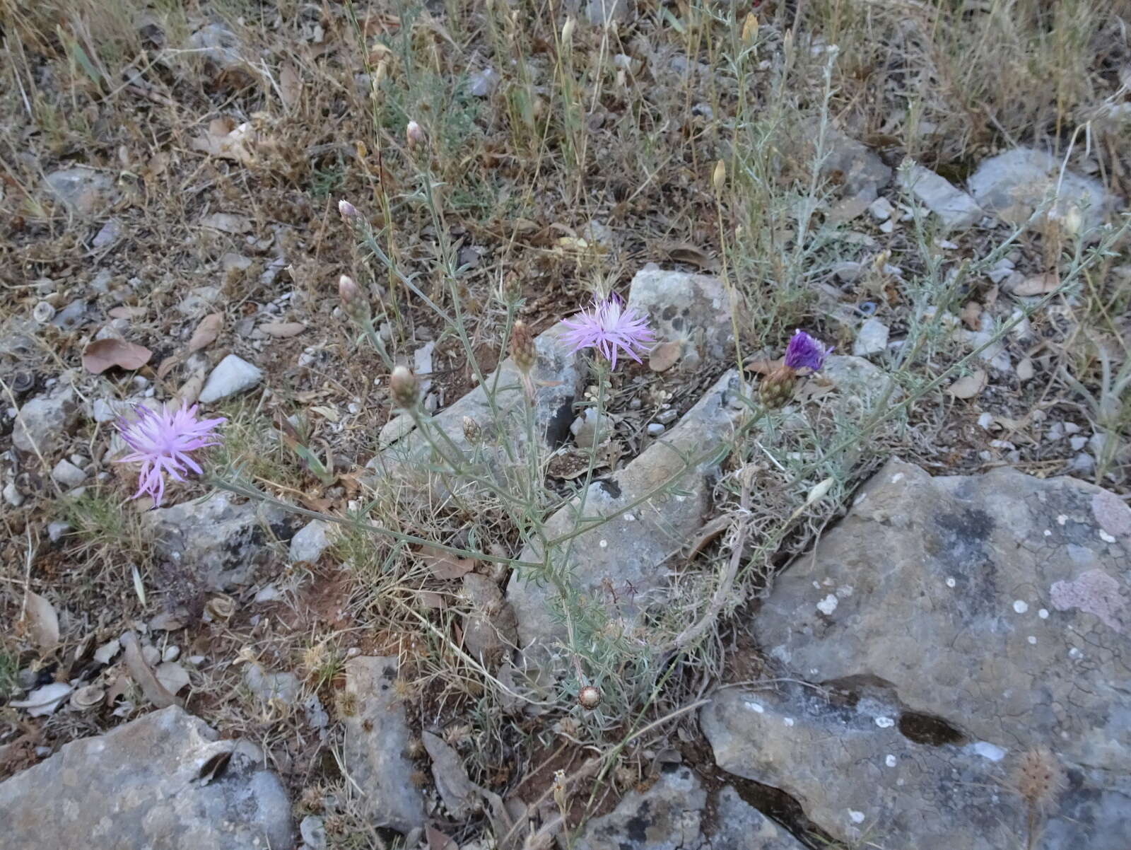 Слика од Centaurea paniculata L.