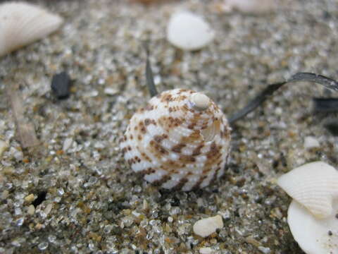 Image of Tiara Top Snail