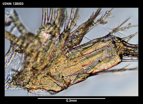 Image of <i>Scleroconcha frons</i> Kornicker 1975