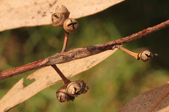 Image of Eucalyptus chloroclada (Blakely) L. A. S. Johnson & K. D. Hill